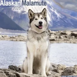Alaskan Malamute Square Wall Calendar 2025 (Kalender, Calendar, Engelsk)