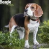 Beagle Square Wall Calendar 2025 (Kalender, Calendar, Engelsk)