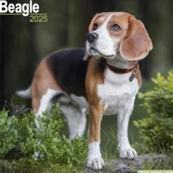 Beagle Square Wall Calendar 2025 (Kalender, Calendar, Engelsk)