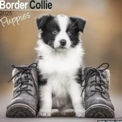 Border Collie Puppies Calendar 2025 Square Dog Puppy Breed Wall Calendar - 16 Month (Kalender, Calendar, Engelsk)
