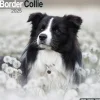 Border Collie Square Wall Calendar 2025 (Kalender, Calendar, Engelsk)