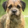 Border Terriers Slim Diary 2025 (Kalender, Calendar, Engelsk) af Carousel Calendars