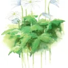 Bornholms Flora. Anemone Apennina (Postkort, Dansk) af Lars Trolle
