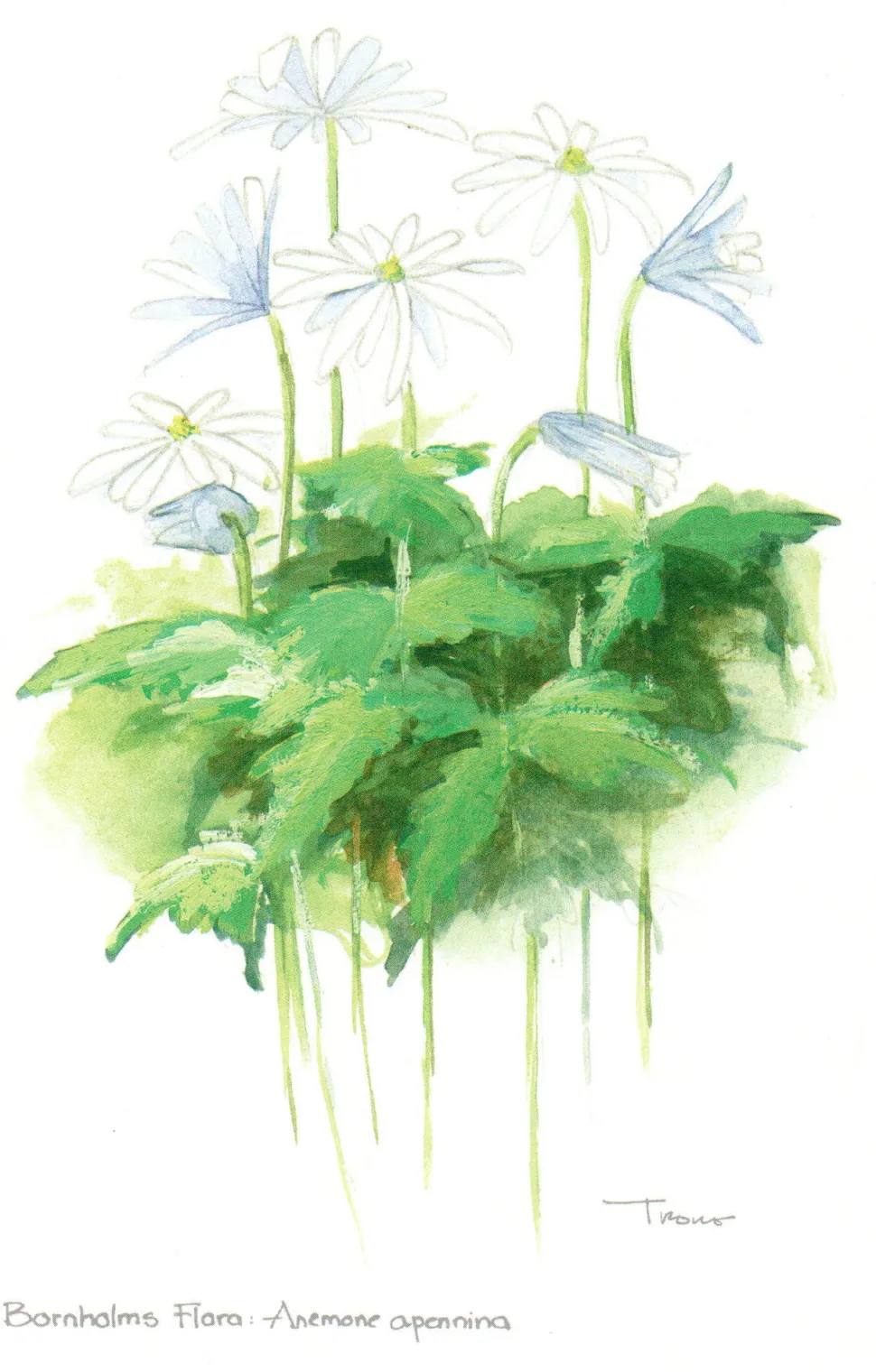 Bornholms Flora. Anemone Apennina (Postkort, Dansk) af Lars Trolle