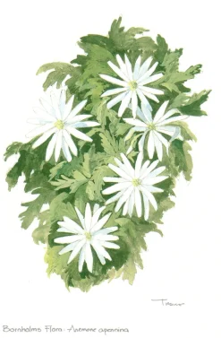 Bornholms Flora. Anemone Apennina (Postkort, Dansk) af Lars Trolle