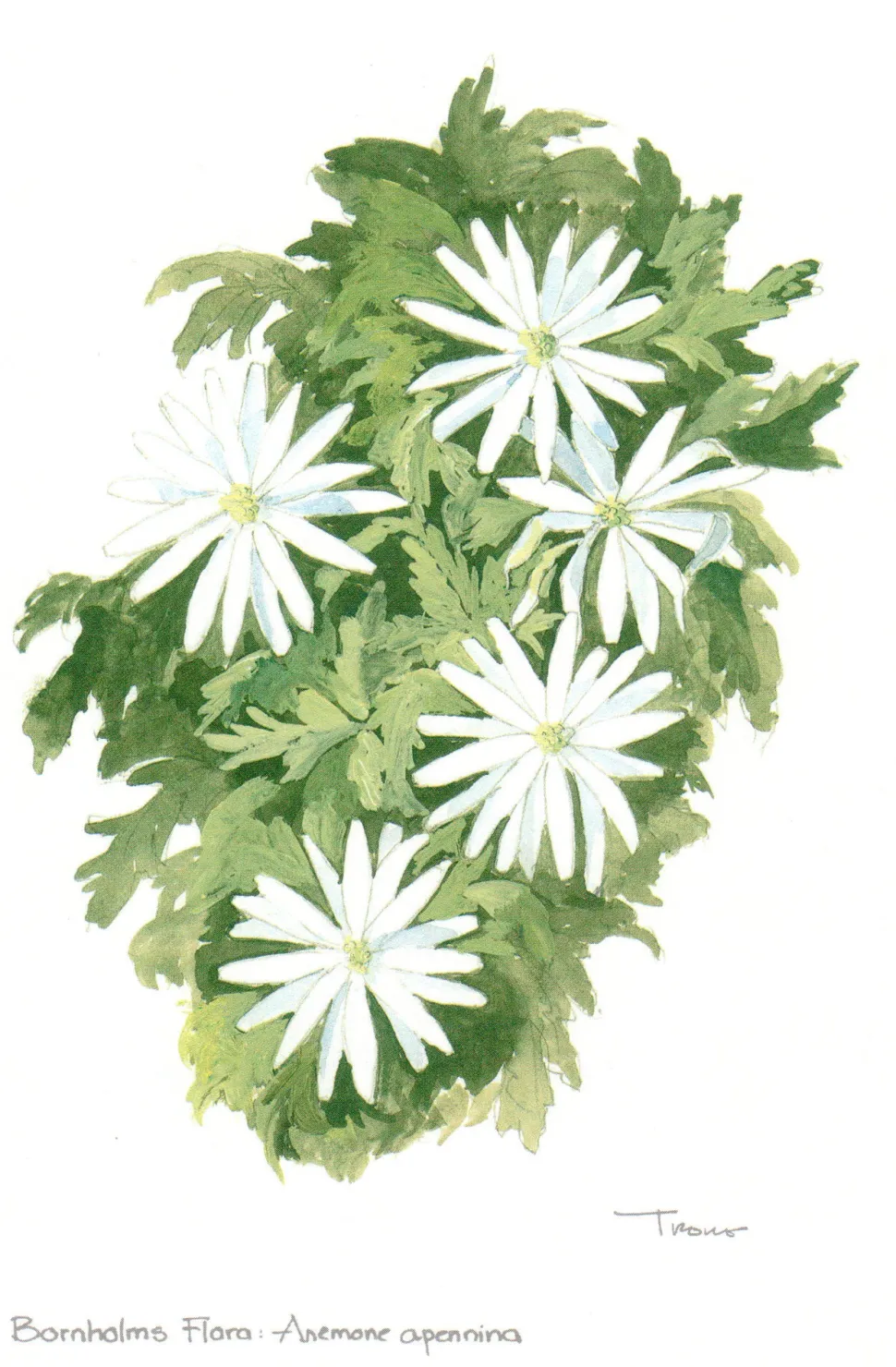 Bornholms Flora. Anemone Apennina (Postkort, Dansk) af Lars Trolle