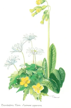 Bornholms Flora. Anemone Apennina (Postkort, Dansk) af Lars Trolle