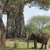 Bror Blixen i Tanganyika: Storvildt og vulkaner (Bog, Paperback, Dansk) af Poul Bæk Pedersen
