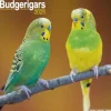 Budgerigars Calendar 2025 Square Bird Wall Calendar - 16 Month (Kalender, Calendar, Engelsk)
