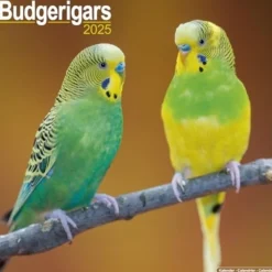 Budgerigars Calendar 2025 Square Bird Wall Calendar - 16 Month (Kalender, Calendar, Engelsk)