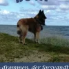 Bully – drømmen, der forsvandt (Ebog, epub, Dansk) af Ulla Holtegaard