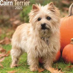 Cairn Terrier Square Wall Calendar 2025 (Kalender, Calendar, Engelsk)