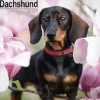 Dachshund Square Wall Calendar 2025 (Kalender, Calendar, Engelsk)