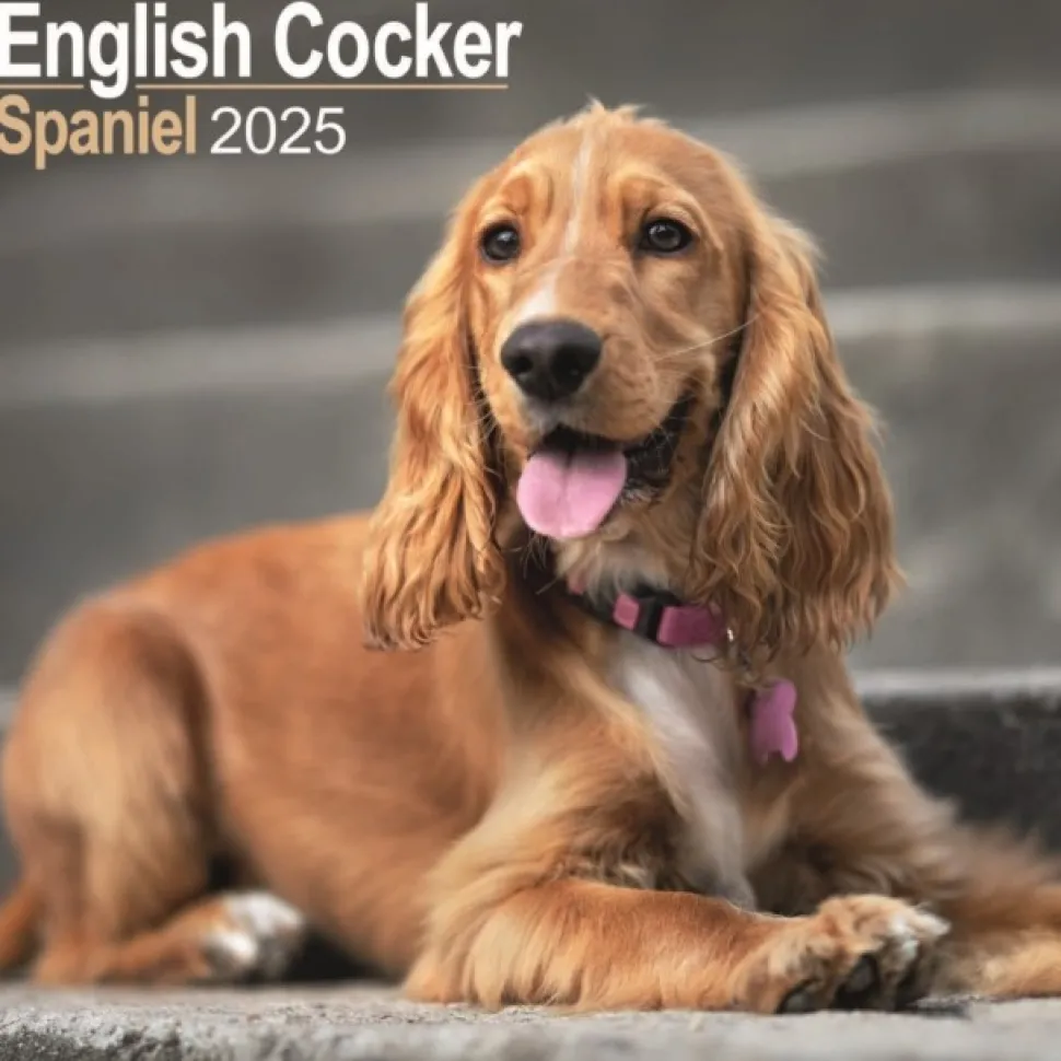 English Cocker Spaniel Square Wall Calendar 2025 (Kalender, Calendar, Engelsk)