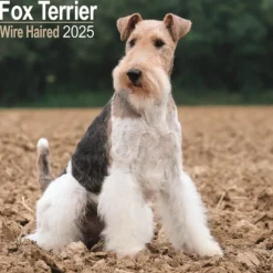 Fox Terrier Wirehaired Square Wall Calendar 2025 (Kalender, Calendar, Engelsk)