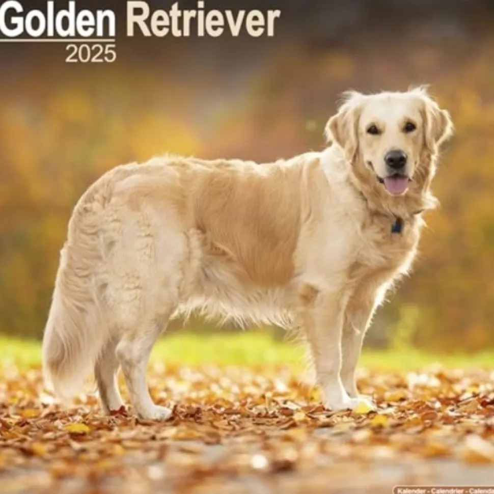 Golden Retriever Square Wall Calendar 2025 (Kalender, Calendar, Engelsk)