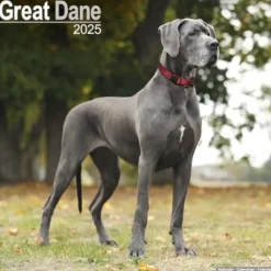 Great Dane Square Wall Calendar 2025 (Kalender, Calendar, Engelsk)