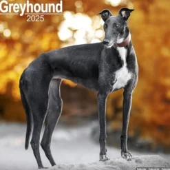 Greyhound Square Wall Calendar 2025 (Kalender, Calendar, Engelsk)