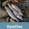 Kystflue (Bog, Hardback, Dansk) af Steen Ulnits