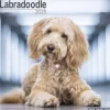 Labradoodle Square Wall Calendar 2025 (Kalender, Calendar, Engelsk)