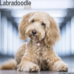 Labradoodle Square Wall Calendar 2025 (Kalender, Calendar, Engelsk)