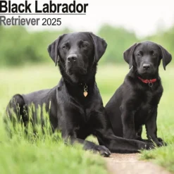 Labrador Retriever Black Square Wall Calendar 2025 (Kalender, Calendar, Engelsk)