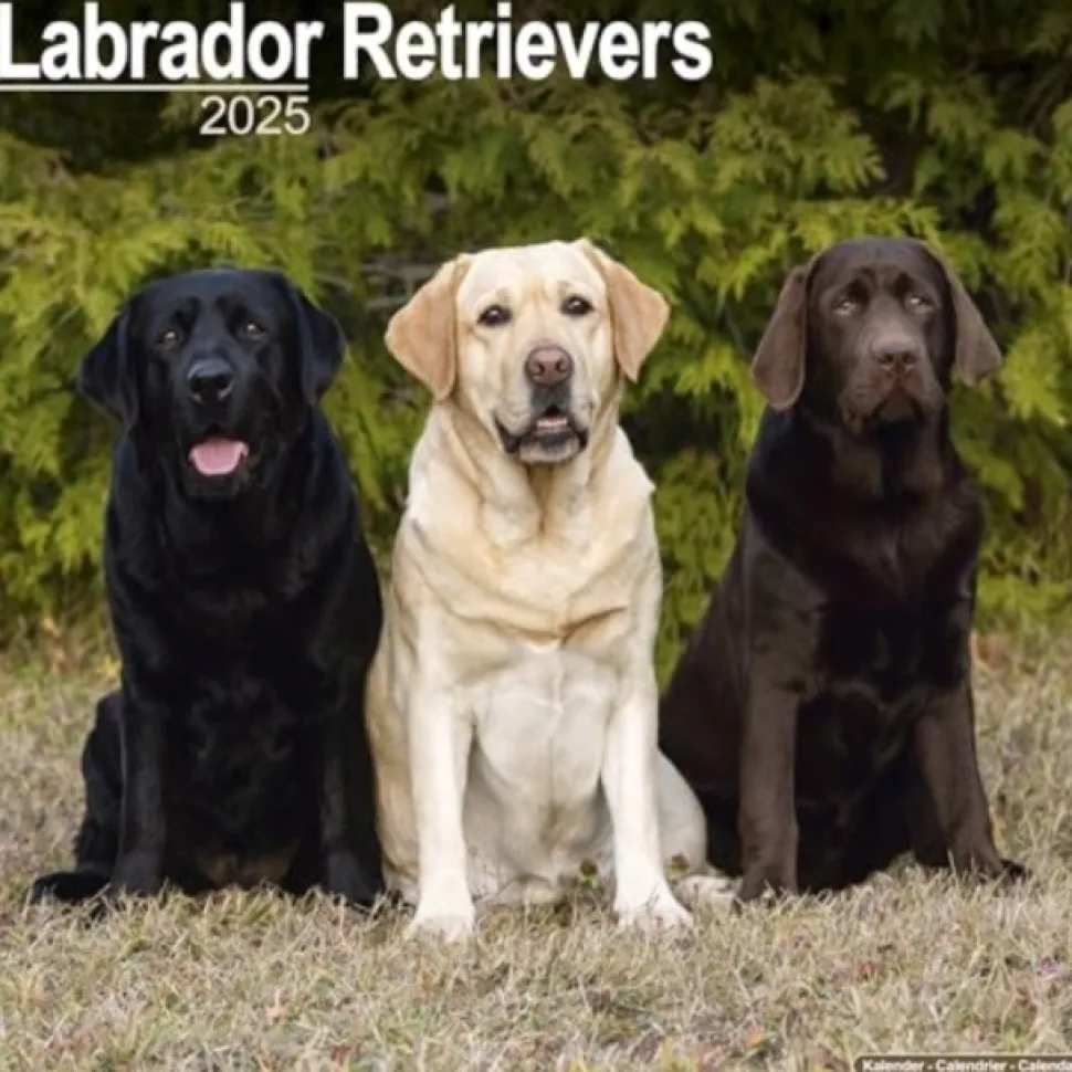 Labrador Retrievers Square Wall Calendar 2025 (Kalender, Calendar, Engelsk)