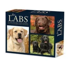 Labs 2025 6.2 X 5.4 Box Calendar (Kalender, Calendar, Spansk) af Willow Creek Press