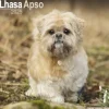 Lhasa Apso Square Wall Calendar 2025 (Kalender, Calendar, Engelsk)