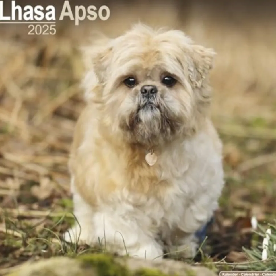 Lhasa Apso Square Wall Calendar 2025 (Kalender, Calendar, Engelsk)