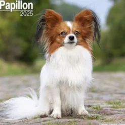 Papillon Calendar 2025 Square Dog Breed Wall Calendar - 16 Month (Kalender, Calendar, Engelsk)
