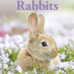 Rabbits Square Wall Calendar 2025 (Kalender, Calendar, Engelsk)