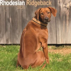 Rhodesian Ridgeback Square Wall Calendar 2025 (Kalender, Calendar, Engelsk)