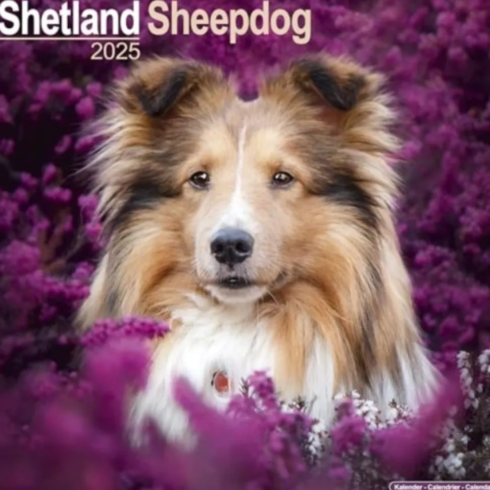 Shetland Sheepdog Square Wall Calendar 2025 (Kalender, Calendar, Engelsk)
