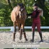 Træn din hest fra jorden (Bog, Hardback, Dansk) af Karina Watson Olsen