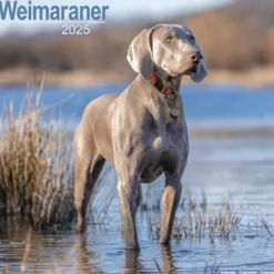 Weimaraner Square Wall Calendar 2025 (Kalender, Calendar, Engelsk)