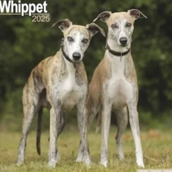 Whippet Square Wall Calendar 2025 (Kalender, Calendar, Engelsk)