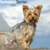 Yorkshire Terrier Square Wall Calendar 2025 (Kalender, Calendar, Engelsk)