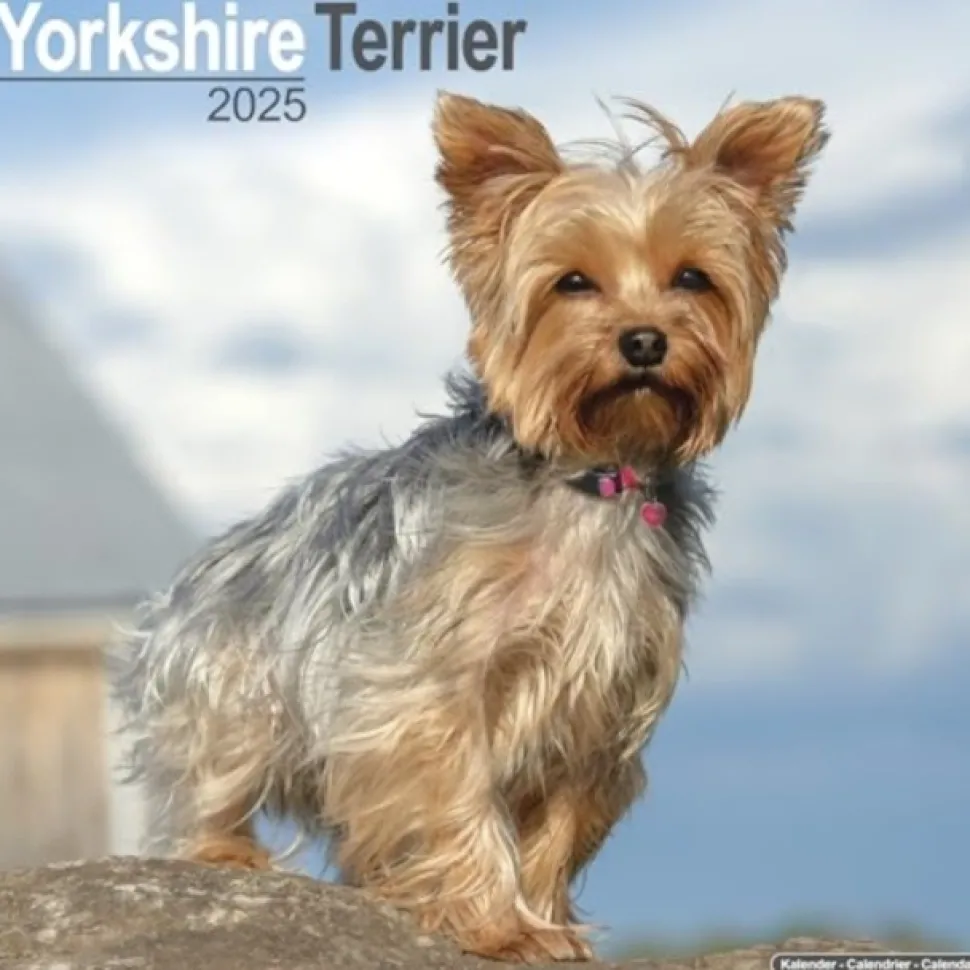 Yorkshire Terrier Square Wall Calendar 2025 (Kalender, Calendar, Engelsk)